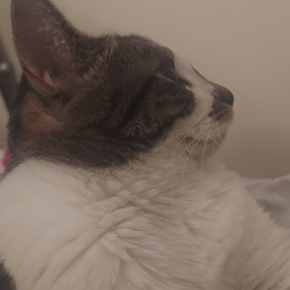 Get a signed autograph from the best cat in the world